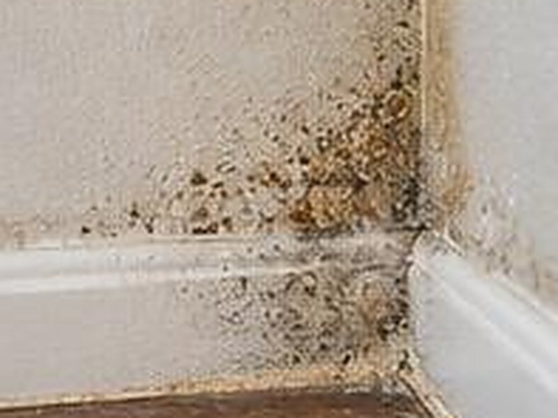 Early mold spotting along a baseboard in a damp corner